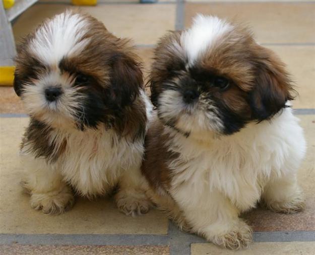 shih tzu economicos