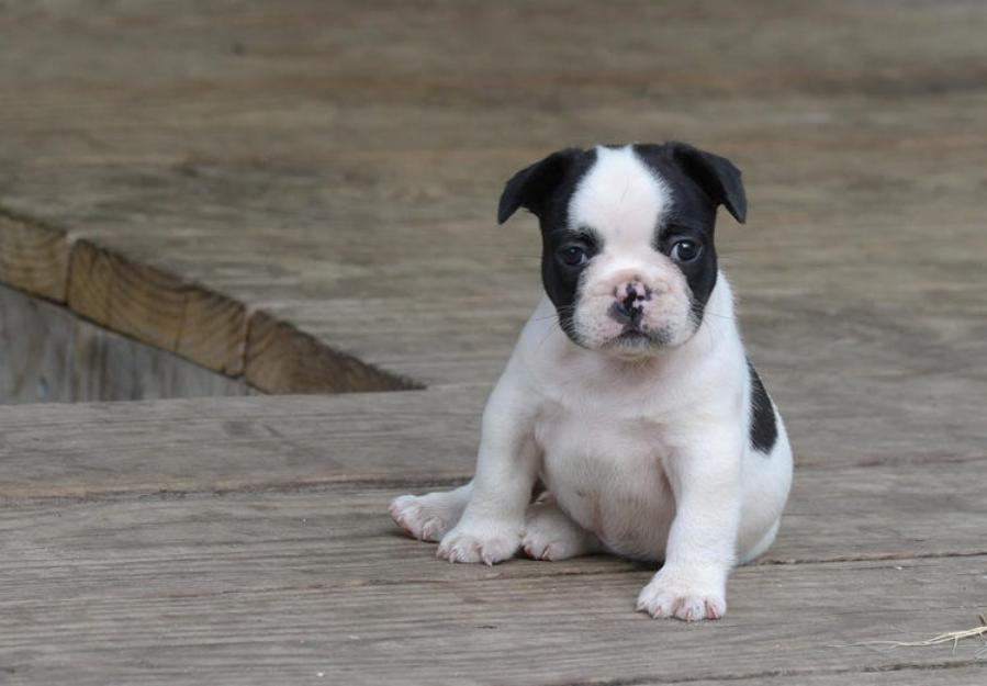 Bulldog Frances con Pedigree