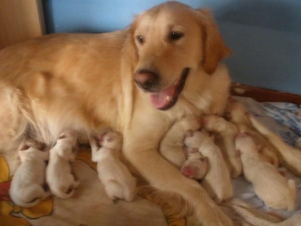 Cachorros Golden Retriever