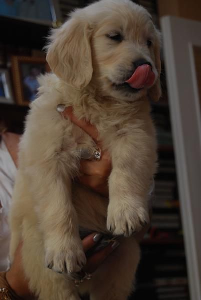 camada de GOLDEN RETRIEVER con PEDIGREE 390