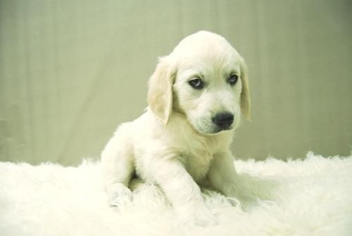 Dispongo Golden Retriever - Listos Para Entregar