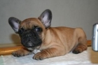 Fantasticos bulldog frances con excelente pedigree 200 euros - mejor precio | unprecio.es