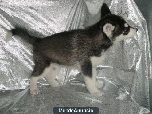 hermosos husky siberiano, cacahorros, DOS