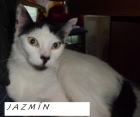 Jazmin y Lola gatos blancos y negros en adopción, son un amor - mejor precio | unprecio.es