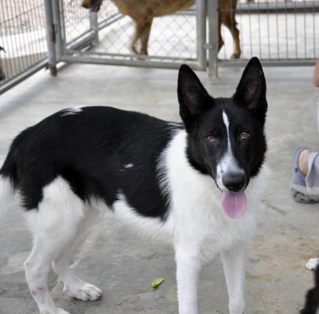 Lorik, parece cruce de border collie, bueno y cariñoso