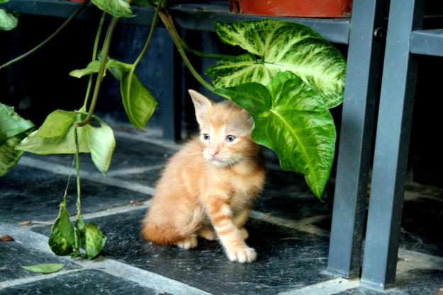 Regalo gatitos de 5 semanas