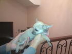 Chihuahua Toy Nacionales. Garantías. Criadero propio. Pura raza. LOE - mejor precio | unprecio.es