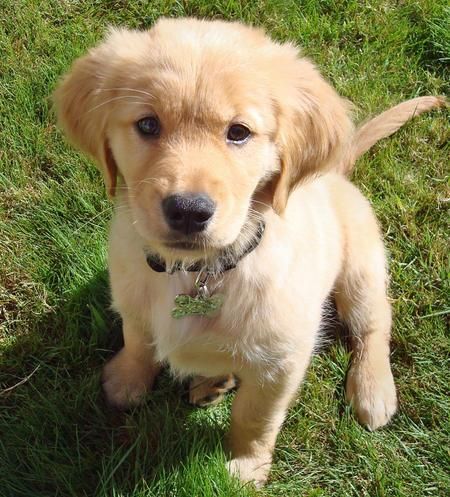 cachorros de golden retriever gratis