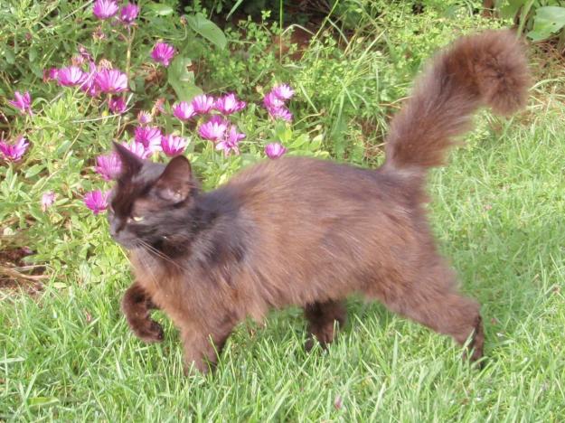 Se Regala Gatita Negra con el Pelo Largo de 7 Meses