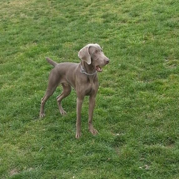 Weimaraner para montas.Pedigree