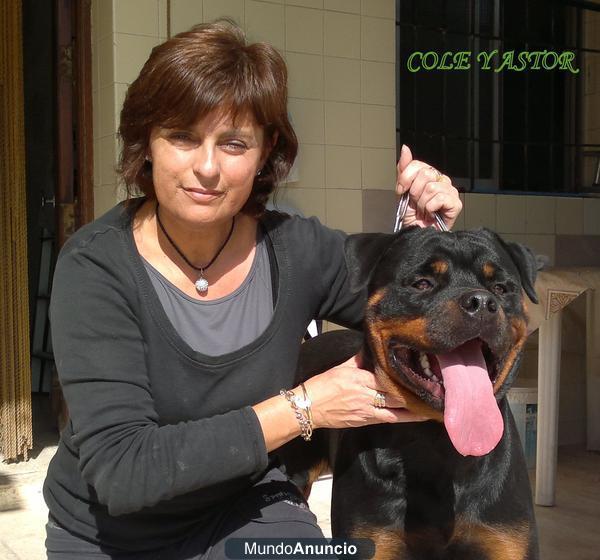 BOMBOLIA ROTTWEILER´S