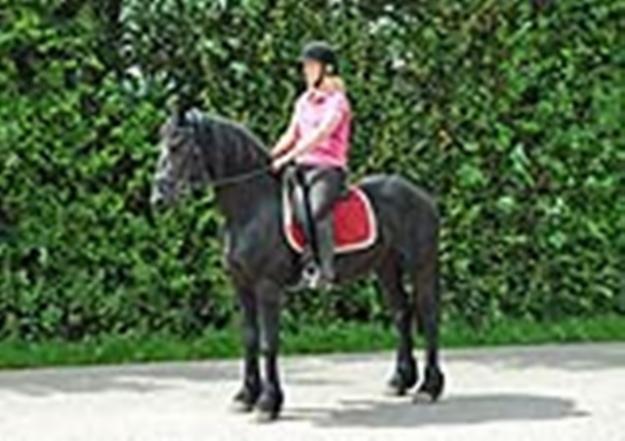 ** caballo castrado Friesian Encantador **