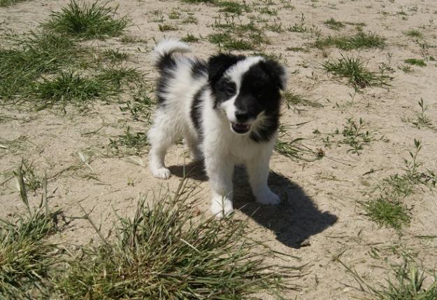 Border collie excelentes cachorros nacionales