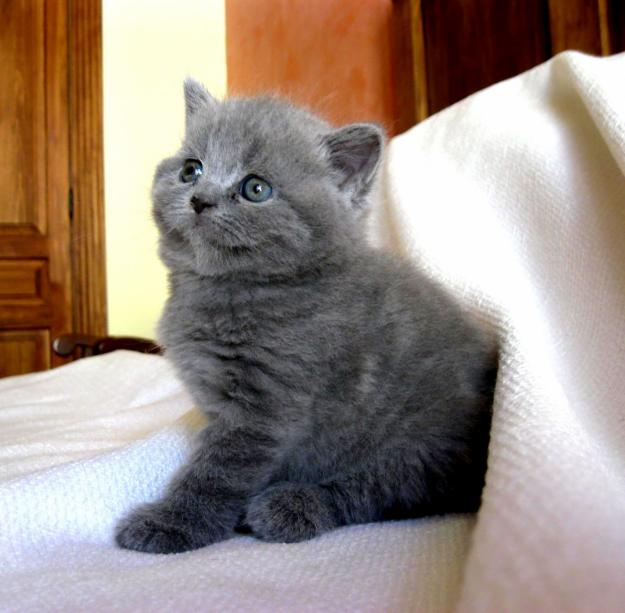 British shorthair