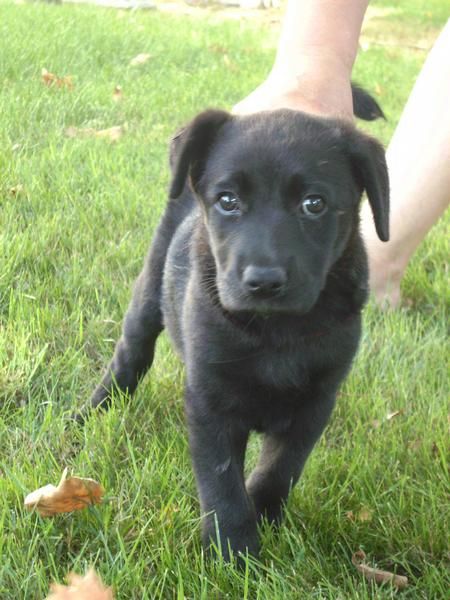 Cachorrita cruce de labrador en adopcion