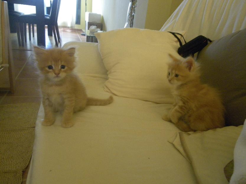 Cachorros de Maine Coon