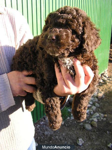 Cachorros de Perro de Aguas Español