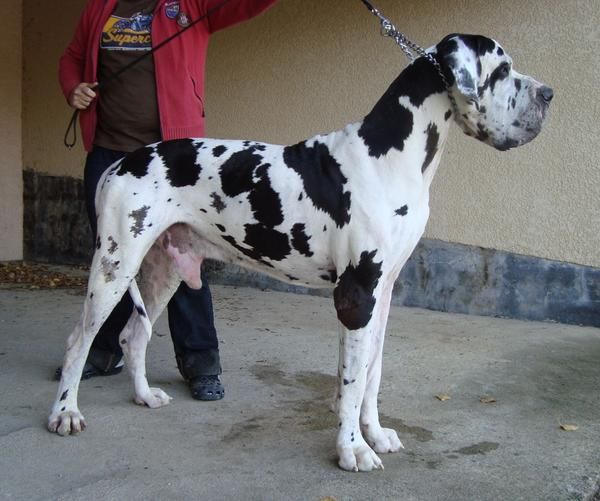 Cachorros Gran Danés