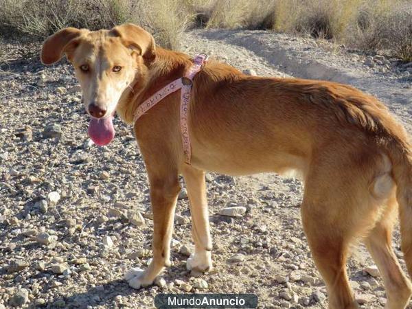 Olivia, adorable cachorra de 6 meses busca hogar