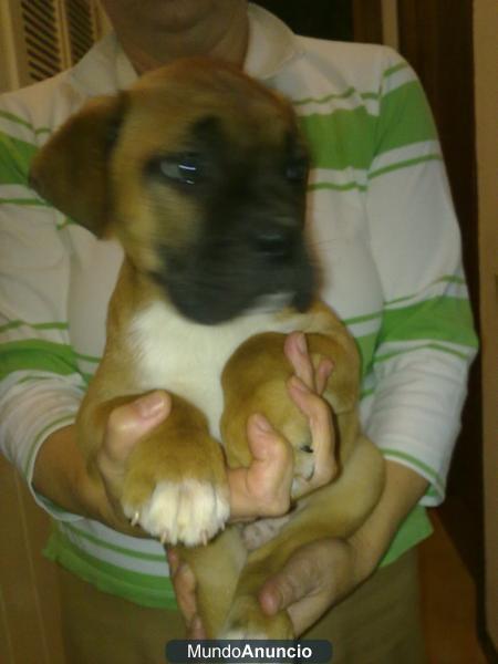 VENTA DE BOXER CON PEDIGREE