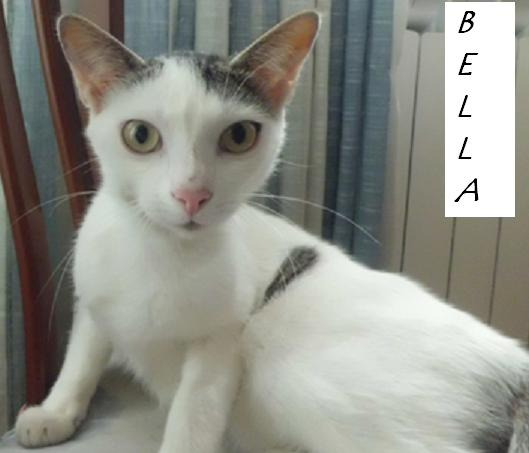 Bella y Blas, gatos cariñosos y confiados en adopción