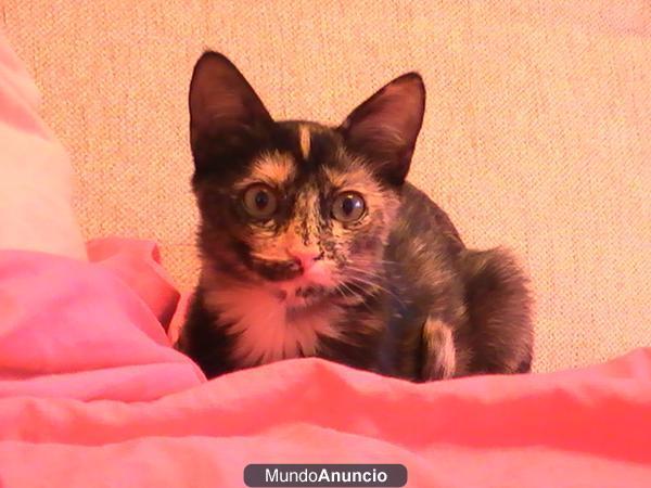 Gatita en adopción