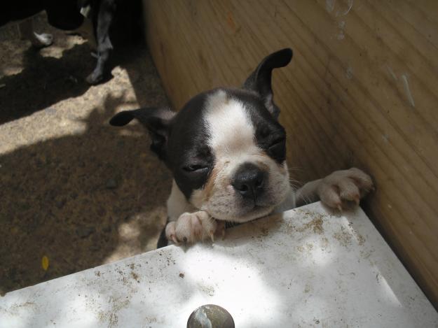 BOSTON TERRIER