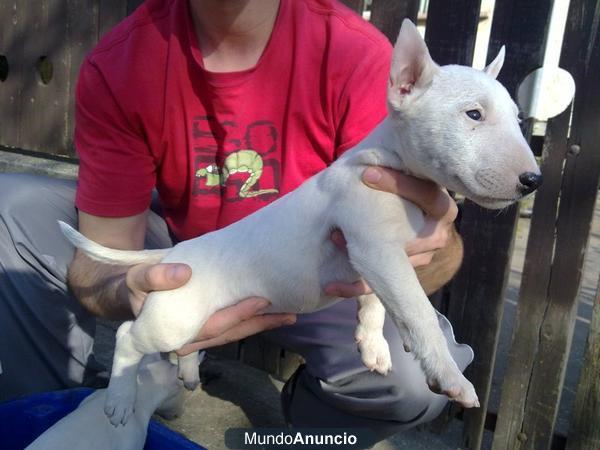 disponemos de nueva camada de bullterrier cachorros con pedigre fotos actuales