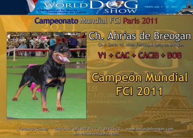 excelente camada de rottweiler