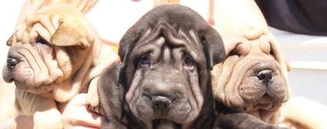 Magnifica camada Shar-pei, garantia veterinaria