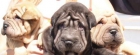 Magnifica camada Shar-pei, garantia veterinaria - mejor precio | unprecio.es