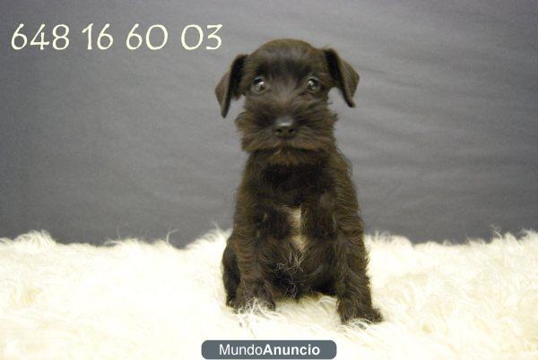 schnauzer mini negro, dos meses . WWW.DOOGS.ES