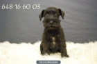 schnauzer mini negro, dos meses . WWW.DOOGS.ES - mejor precio | unprecio.es