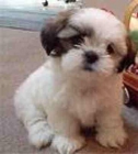 SHIH TZU / SHI TZU / SIT ZU CACHORRITOS CON CARACTER INMEJORABLE PUEDES BENIR - mejor precio | unprecio.es