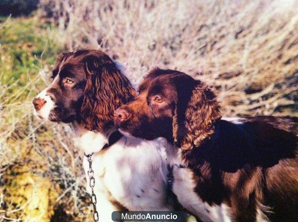 Springer Spaniel