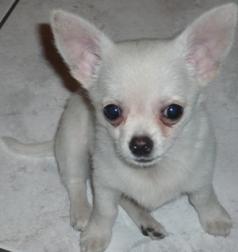 URGENTE COMPRO CHIHUAHUA BLANCO