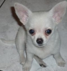 URGENTE COMPRO CHIHUAHUA BLANCO - mejor precio | unprecio.es