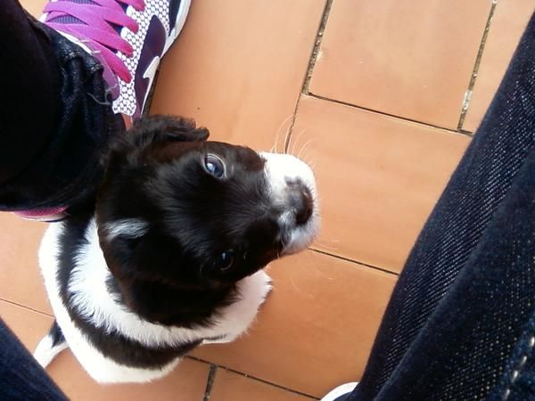 vendo cachorro de cocker spaniel ingles