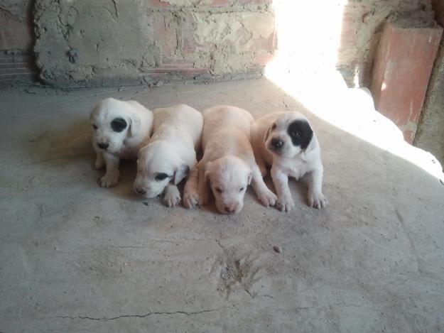 venta cachorros setter ingles