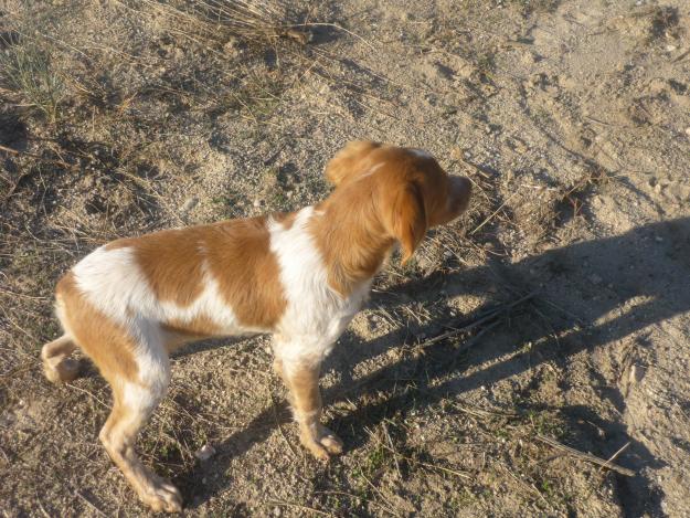 venta de cachorros epagneul  bretón