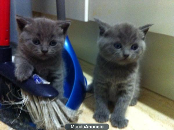 British Shorthair Blue , excelente camada