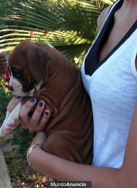 Cachorros boxer excelentes y muy baratos