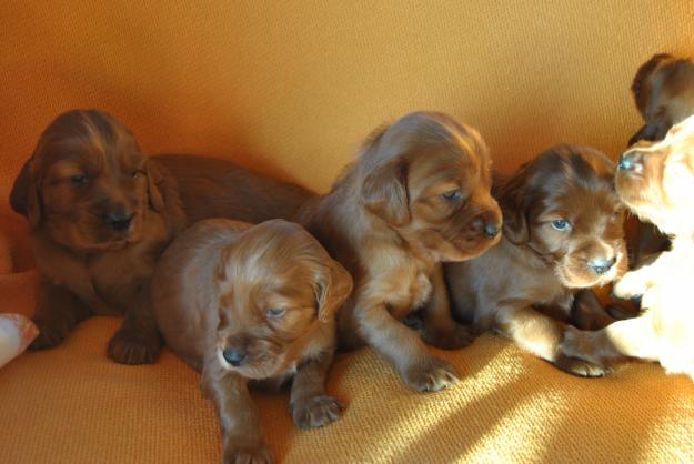 Cachorros setter irlandes