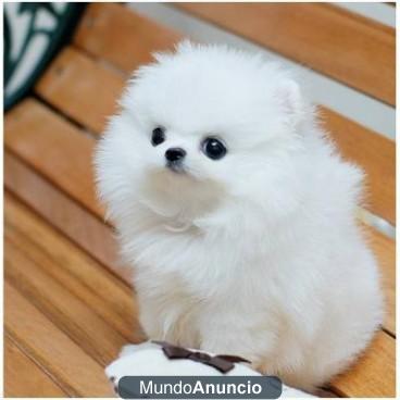 Regalo hermoso cachorros pomerania