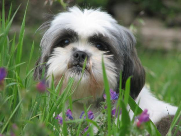 Shih Tzu camada