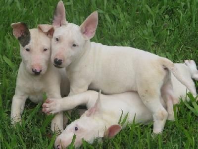 su compañero Bull Terrier familia que mantener a su familia con buena compañía,