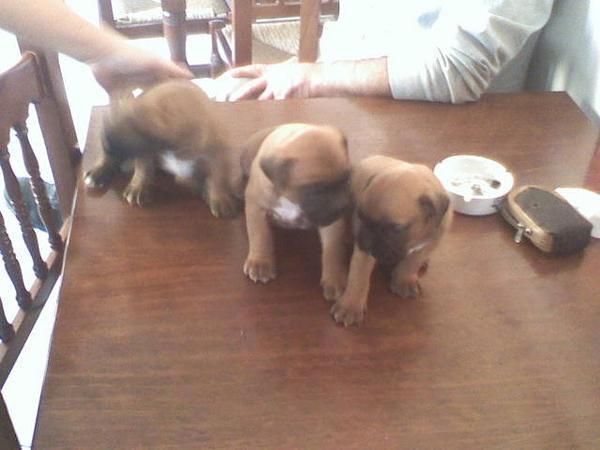 Vendo cachorros de Boxer