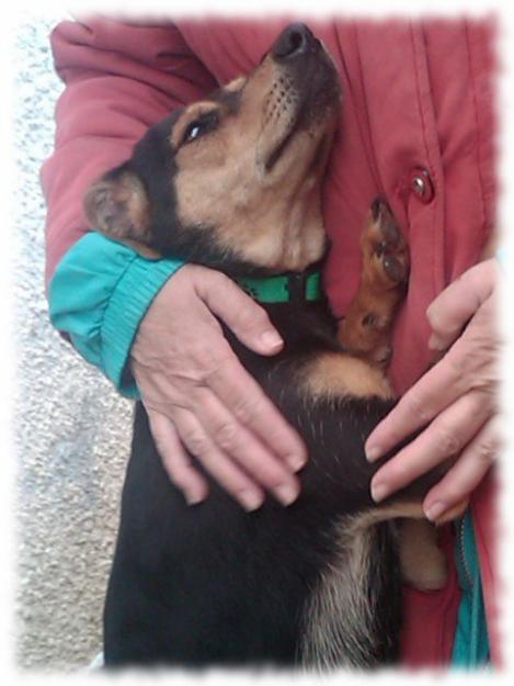 Pocoyó, macho  X Pinscher en adopción