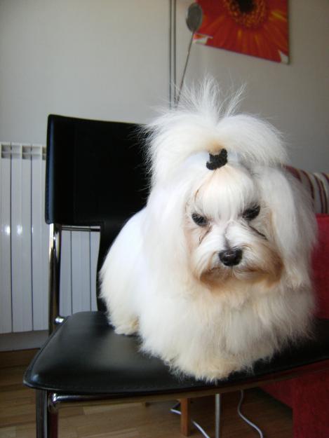 AUTÉNTICO BICHON MALTES MINIATURA. Nieto de multicampeones y campeón del MUNDO de belleza.