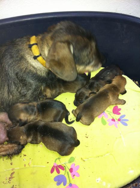 cachorros teckel miniaturas pelo duro